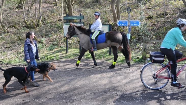 Dog walker with two dogs, horse rider and cyclist on traffic-free path in woods