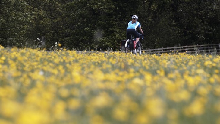 field of daffodils with cyclist going past in background
