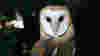 Close up of Barn Owl's face.