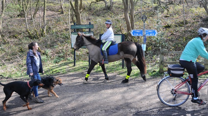 Dog walker with two dogs, horse rider and cyclist on traffic-free path in woods