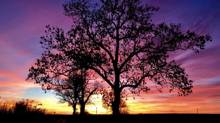 Silhouette of a tree against colourful sunset